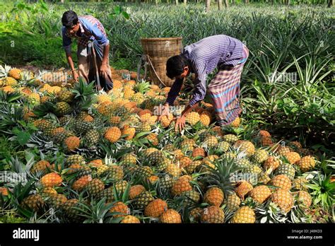 Pineapple harvesting at Madhupur in Tangail, Bangladesh Stock Photo - Alamy