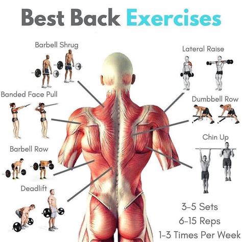 How to do Best Back Exercises : howto