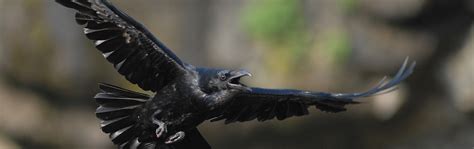 Common raven - The Faroese Bird Migration Atlas