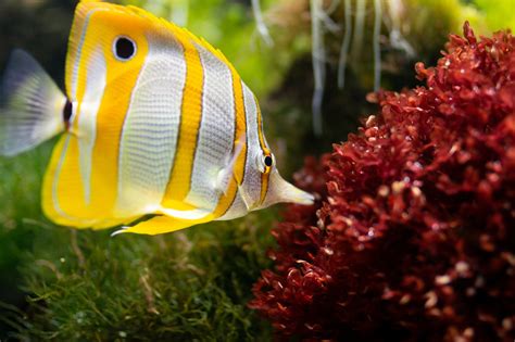 18 Saltwater Aquarium Fish for Beginners | TheGearHunt