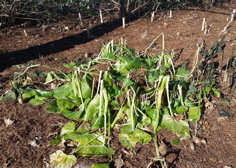 Extreme cold weather brought plant challenges | Mississippi State ...