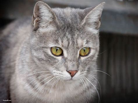 Grey Cat Breeds With Stripes - Pets Lovers