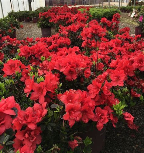 Red Azalea Flowering Shrub | Home and Garden Reference