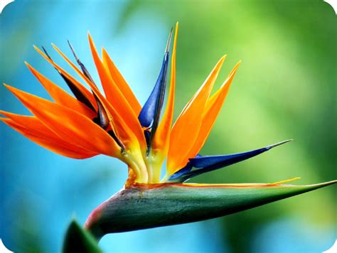 Floralife | Bird of Paradise