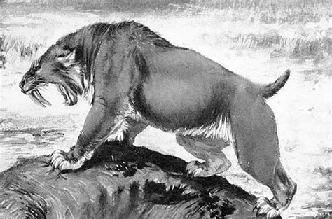 Saber-toothed cats and dire wolves suffered from joint pain like modern ...