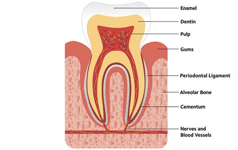 Dental Tooth Anatomy