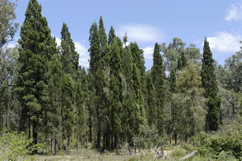 White Cypress-pine | Grasslands