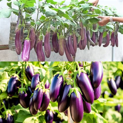 Maximizing Eggplant Yield: How to Grow an Abundant Eggplant Harvest at ...