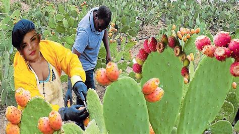 Cactus Fruit Harvesting - Prickly Pear Farm and Harvesting - Desert ...