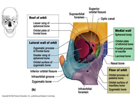 Eye & orbit tumors anatomy, epidemiology, pathology by himani