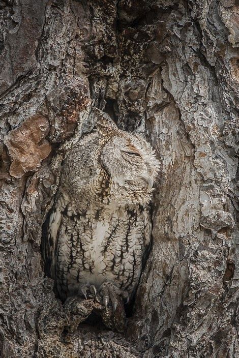 Eastern Screech Owls use their power of camouflage to dodge predators ...