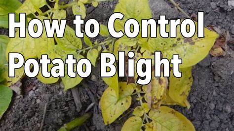 Blight: 5 Ways to Control Potato Blight (Late Blight) - YouTube