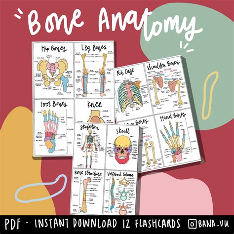 Basic Anatomy Flashcards Pdf Etsy Anatomy Flashcards Flashcards ...