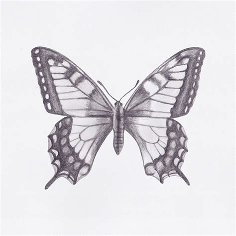 Butterfly Drawings on Behance