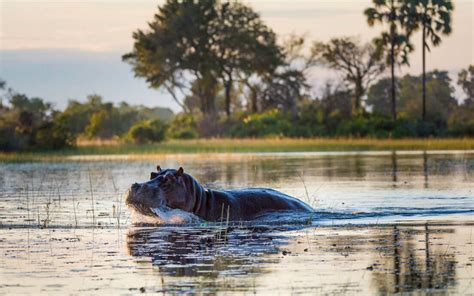 Hippopotamus Habitat