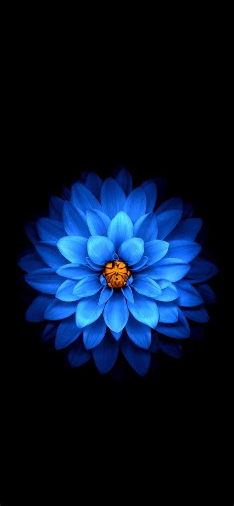 Dark Blue Flower Wallpaper