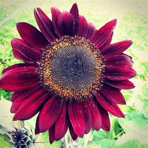 Red sunflower | Red sunflowers, Sunflower, Flowers