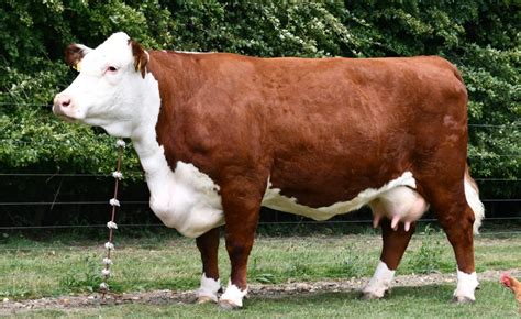 Pulham herd dominates online National Hereford Show - Hereford Cattle ...