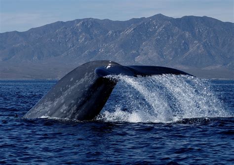 Mapping Blue Whale Migration | National Geographic Society