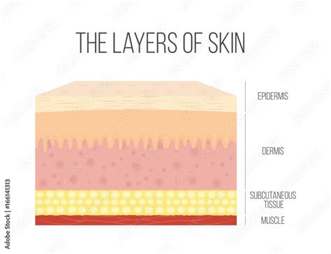 Skin layers. Healthy, normal human skin Stock Vector | Adobe Stock