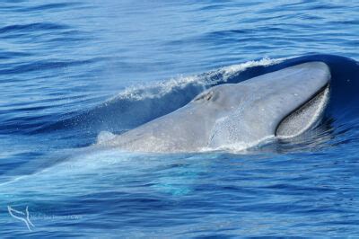 Pygmy Blue Whale – Discovery of Sound in the Sea