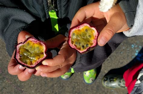 Passion fruit: best edible, evergreen vine - Greg Alder's Yard Posts ...