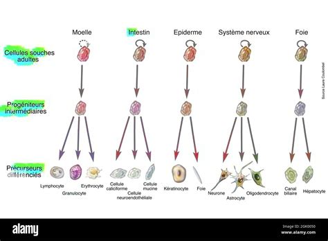 Benefits of adult stem cells in cell therapy Stock Photo - Alamy