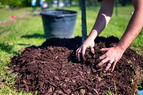 Magical Mulch — Dinter Nursery