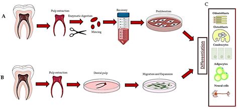 Biology | Free Full-Text | The Migration and the Fate of Dental Pulp ...