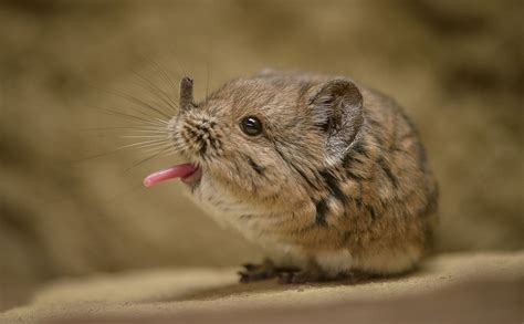 elephant shrew costume - Google Search | Elephant shrew, Chester zoo ...