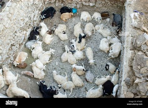 Indian Sheep Farming