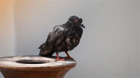 Pigeon Diseases to Humans - The Poultry Feed