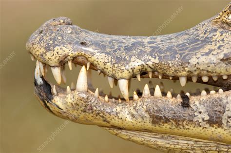 Spectacled caiman teeth - Stock Image - F042/6824 - Science Photo Library