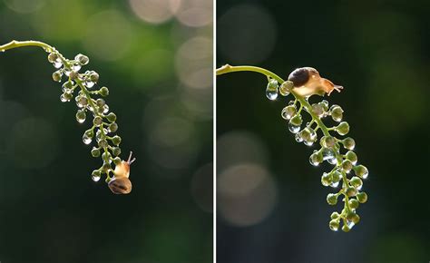 Fascinating macro photographs of snails’ world – Vuing.com