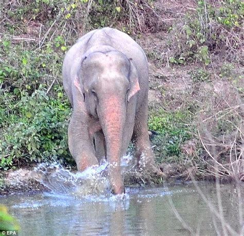 Rare albino elephant spotted among herd in Thailand national park ...