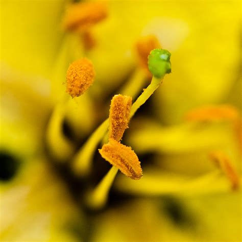 Macro Detail of Yellow Flower Stamen with Pollen Photograph by Dipak C ...