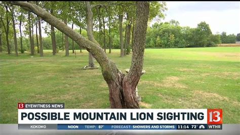 DNR investigates reported mountain lion sightings in 2 Indiana counties ...