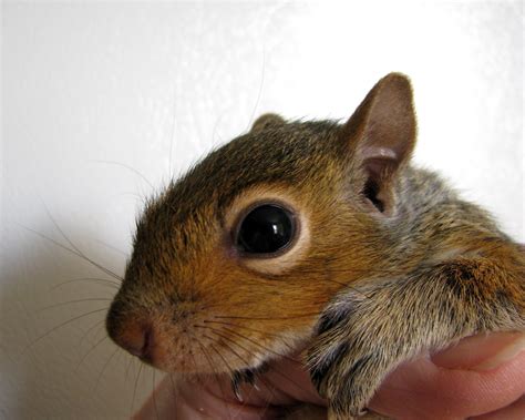 Beloved Pet Squirrel Fights Off Burglar, Saves Owner’s Guns – The ...