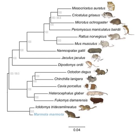 2.1: Species Concepts - Biology LibreTexts