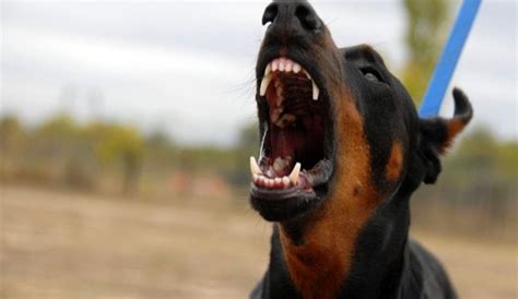 17 Scariest Dog Breeds - Fuzzy Rescue