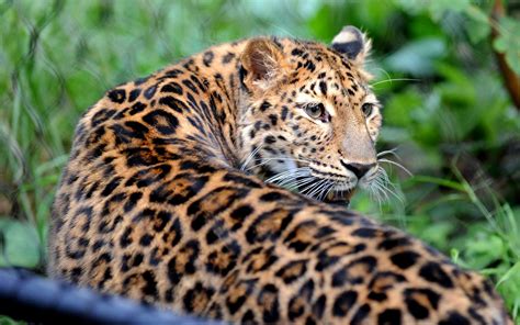 Rare Amur leopard now at home at Bridgeport zoo - StamfordAdvocate