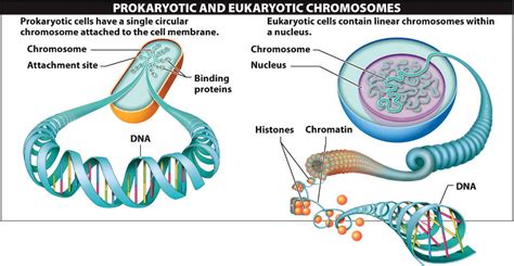 chromosome/08_03