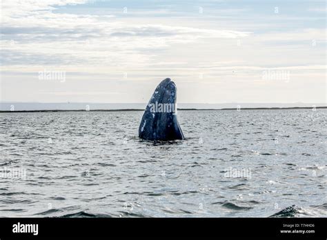 Gray whale / Gray Whale (Eschrichtius robustus) on their migratory ...