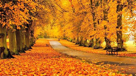 Autumn Leaves At The Park Path Wallpapers - Wallpaper Cave