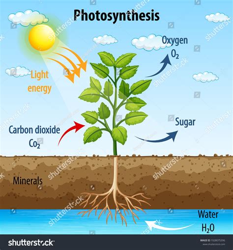 อันดับหนึ่ง 91+ ภาพ แผนภาพ การ สังเคราะห์ ด้วย แสง ใหม่ที่สุด