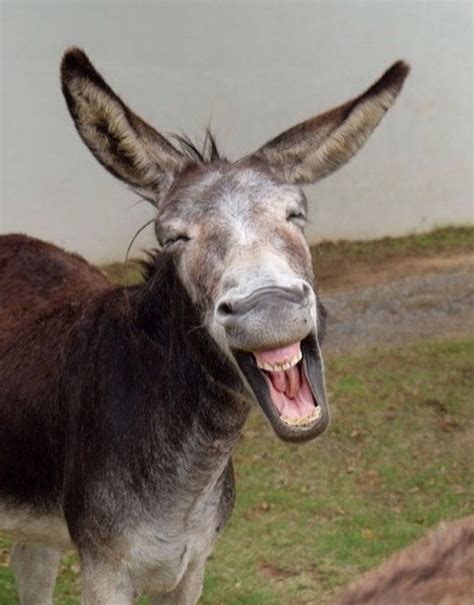 World's Greatest Gallery of Laughing Donkeys | Donkey funny, Funny ...