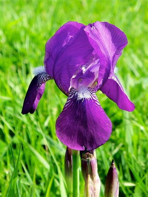 Tennessee State Flower- The Purple Iris | HubPages