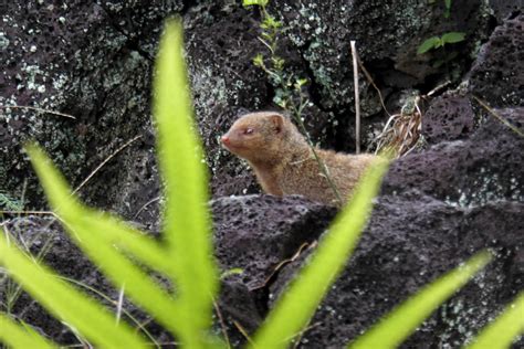 » Hawaii wildlife