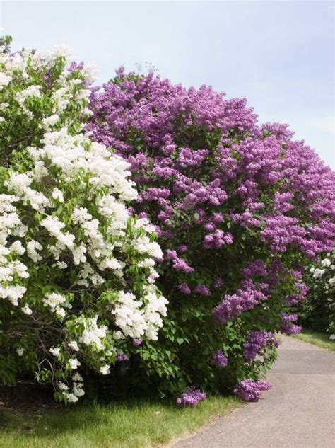 Fl Flowering Shrubs - Florida Native Wildflowers Plants Plant Obedient ...