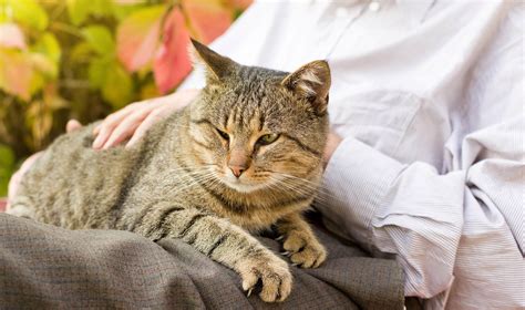 8 Signs Your Cat Is Aging | Papaya Veterinary Care